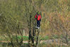 DSC_3817_Man_in_Tree.jpg