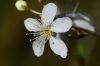 DSC_3849_Blackthorn.jpg