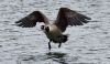 DSC_4870_Goose.jpg