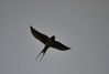 DSC_5014_Swallow.jpg