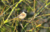 DSC_5751_Marsh_Tit.jpg