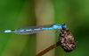 DSC_5834_Damselfly.jpg