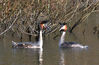 Filename=DSC_5907_Great_Crested_Grebes_2~0.jpg
Filesize=552KiB
Dimensions=1280x837
Date added=Feb 24, 2014 DSC_5907_Great_Crested_Grebes_2~0.jpg