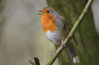 DSC_6048_Robin.jpg