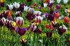 DSC_6139_Tulips.jpg