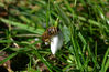 DSC_7113_Bee_on_Snowdrop.jpg