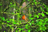 DSC_7183_Robin.jpg