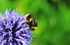 DSC_7537_Busy_Bee.jpg