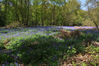 DSC_8690_Bluebells_Woods.jpg