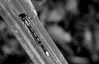 DSC_8714_Damselfly.jpg