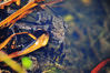 DSC_9094_Toads.jpg