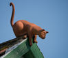 cat_on_a_hot_green_roof.jpg