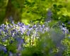 Bluebells-17.jpg