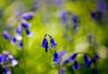 Bluebells-6.jpg