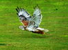 Buzzard_in_flight.jpg