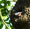 Nuthatch.jpg