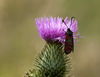 Narrow-bordered_Five-spot_Burnet.jpg