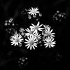 bw_flowers-5769.jpg