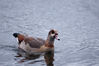 Filename=egyptian_goose.jpg
Filesize=353KiB
Dimensions=1000x667
Date added=Feb 05, 2011 egyptian_goose.jpg