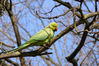 green_parrot-2.jpg