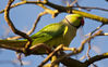 parakeet-0092.jpg