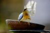 Nuthatch.jpg