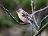 Male Chaffinch