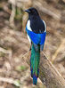 Colourful_Magpie.jpg