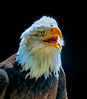 Eagle.jpg