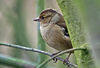 Female_Chaffinch.jpg