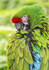 Great_Green_Macaw.jpg