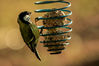 Great_Tit_28229.jpg
