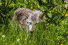 Grey_Wolf_of_Longleat.jpg