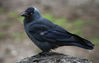 Juvenile Jackdaw