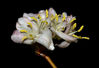 Lonicera_Purpusii_Winter_Beauty.jpg