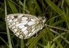 Marbled White