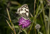 Marbled_White_1.jpg