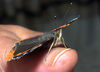 Red_Admiral_thumb1.jpg