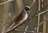 Reed_Bunting.jpg