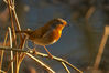 Robin.jpg