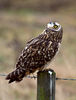 Short_Eared_Owl1.jpg