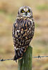 Short_Eared_Owl2.jpg