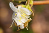 Winter_Flowering_Honeysuckle.jpg