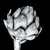 Artichoke.jpg