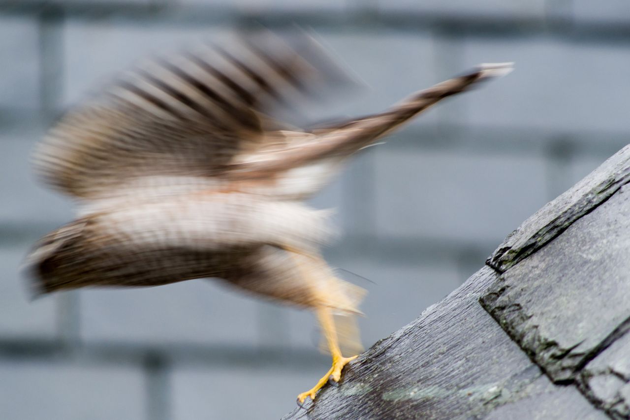 KS2_9787Rs_Sparrowhawk.jpg