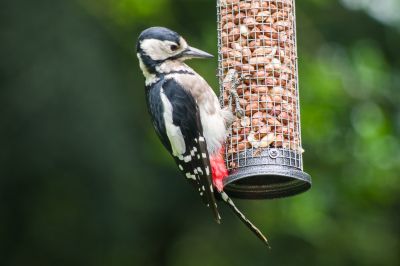 Click to view full size image