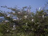 Filename=IMG_2102Rs_egrets.jpg
Filesize=378KiB
Dimensions=1137x853
Date added=Mar 14, 2011 IMG_2102Rs_egrets.jpg