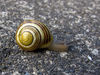 IMG_4456R_snail.jpg