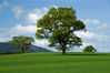 KS2_0647Rs_Invermay_Tree.jpg