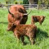 Filename=KS2_1238R4in_Highland_Cow_and_Calves.jpg
Filesize=682KiB
Dimensions=960x960
Date added=Jun 10, 2019 KS2_1238R4in_Highland_Cow_and_Calves.jpg